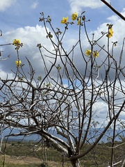 Cochlospermum vitifolium