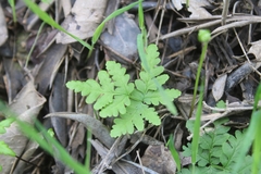 Pentagramma triangularis