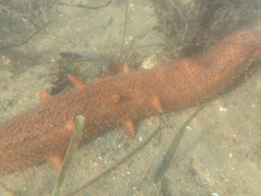 Apostichopus parvimensis