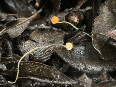 Mycena acicula