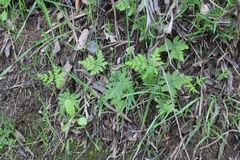 Pentagramma triangularis