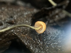 Mycena acicula