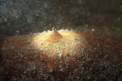 Apostichopus parvimensis