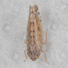 Osbornellus filamentus