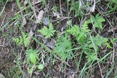 Pentagramma triangularis