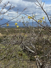 Cochlospermum vitifolium