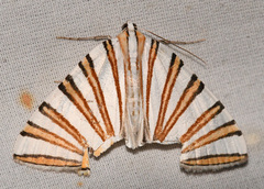 Pityeja histrionaria