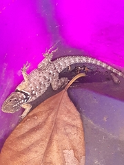 Sceloporus cyanogenys