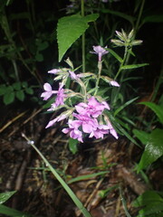 Phlox pilosa