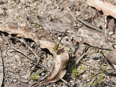 Austrogomphus guerini