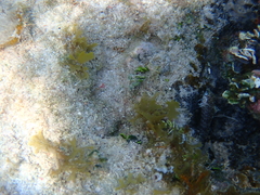 Malacoctenus macropus