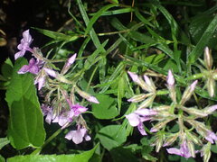 Phlox pilosa