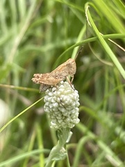 Phaulacridium vittatum