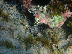 Malacoctenus macropus