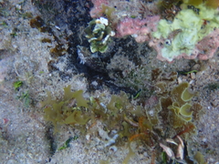 Malacoctenus macropus