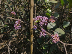 Memecylon umbellatum