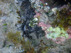 Malacoctenus macropus