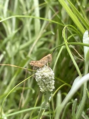 Phaulacridium vittatum