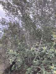 Ceanothus arboreus