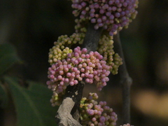 Memecylon umbellatum