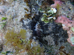 Malacoctenus macropus