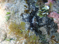 Malacoctenus macropus