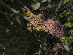 Memecylon umbellatum