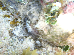 Malacoctenus macropus