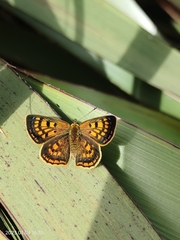Lycaena 'canterbury common copper'