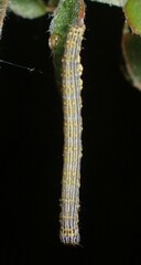 Catocala amestris