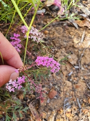 Grevillea leptobotrys