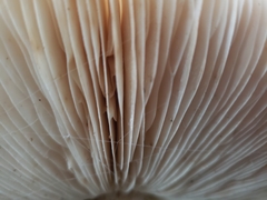 Agaricaceae
