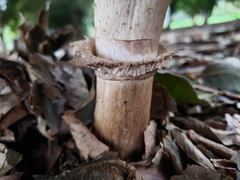 Agaricaceae