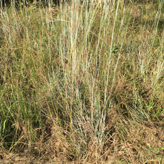 Andropogon capillipes