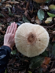 Agaricaceae