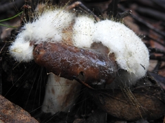 Spinellus fusiger