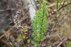 Cheilanthes sieberi