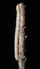 Catocala whitneyi