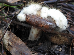Spinellus fusiger