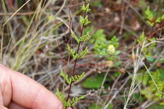 Cheilanthes sieberi