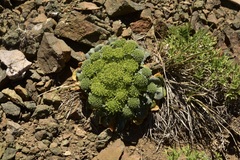 Gamocarpha scapigera