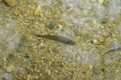 Pseudoxiphophorus bimaculatus