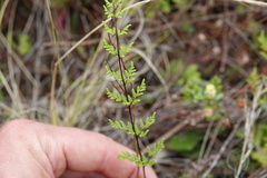Cheilanthes sieberi