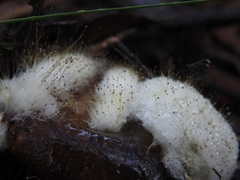 Spinellus fusiger