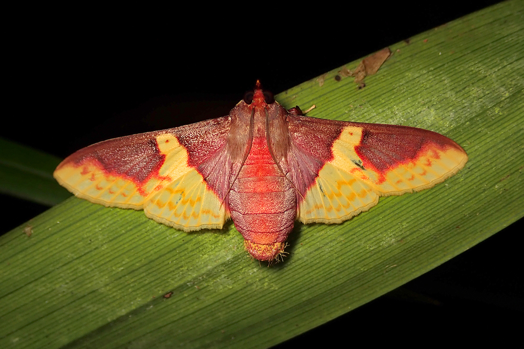 Pachynoa purpuralis