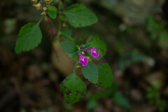 Scutellaria seleriana
