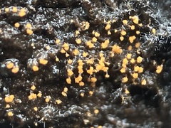 Stigmatella