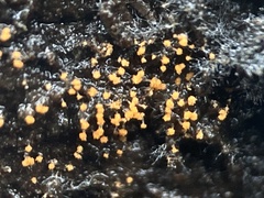 Stigmatella
