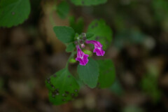 Scutellaria seleriana