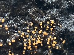 Stigmatella